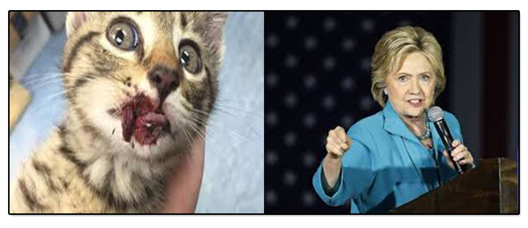 Kittengate!! Hillary Done Kittens Shake Core