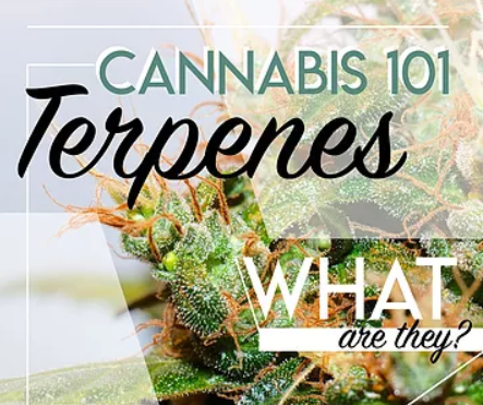15 Cannabis Terpenes Explained (Complete Visual Guide)