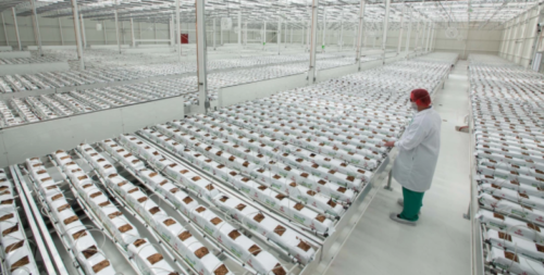 I Went on a Tour of America's Biggest Legal Weed Factory